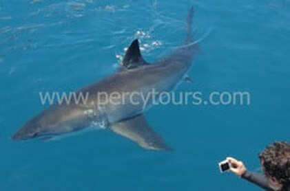 Shark cage diving Hermanus South Africa