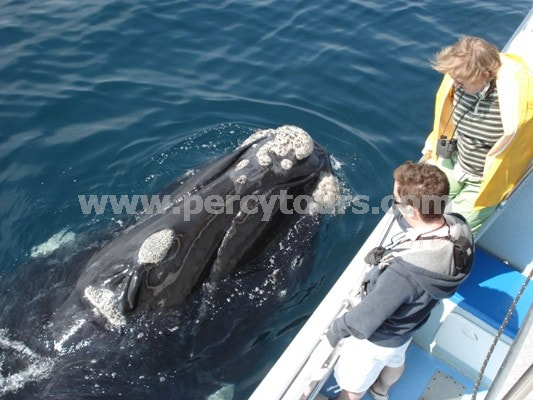Whale watching boat trips, Hermanus South Africa